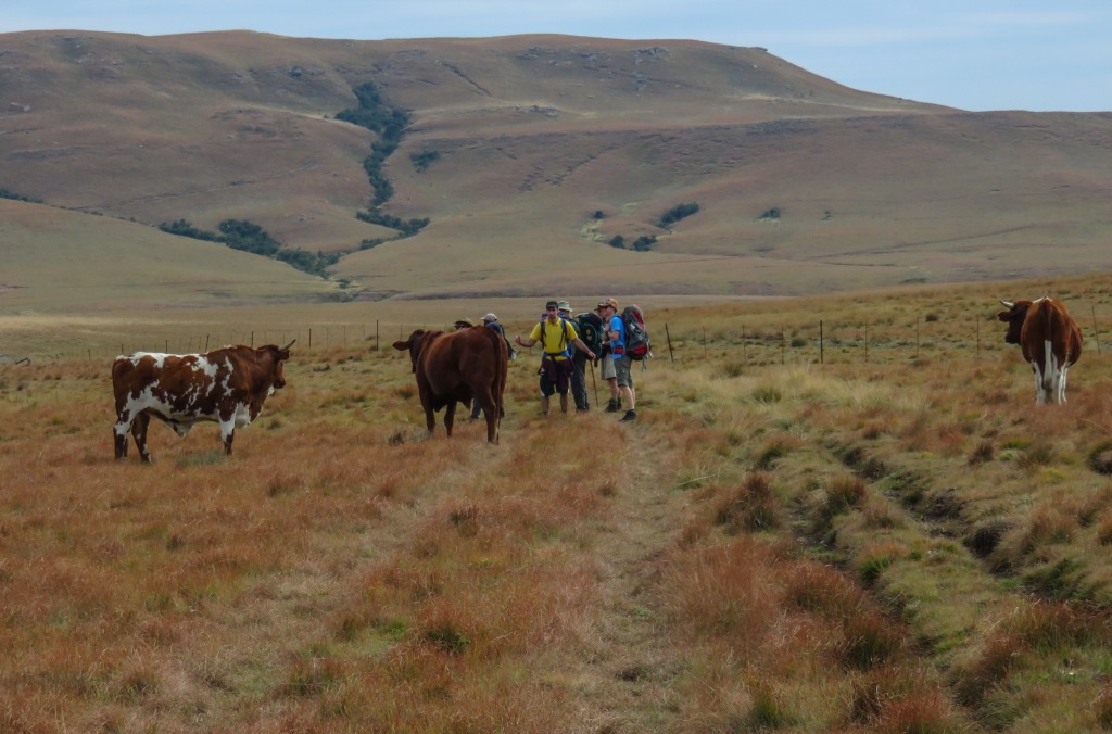 hikers and cows